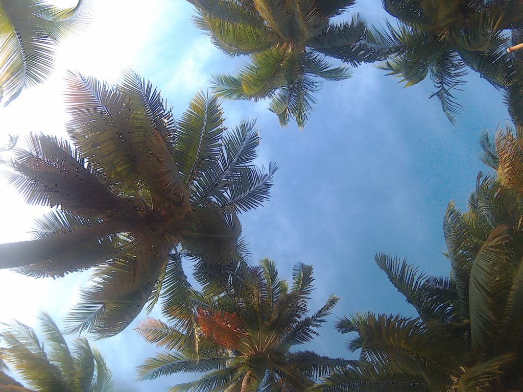 caribe palm trees