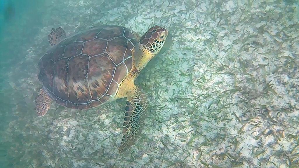 turtle in akumal beach