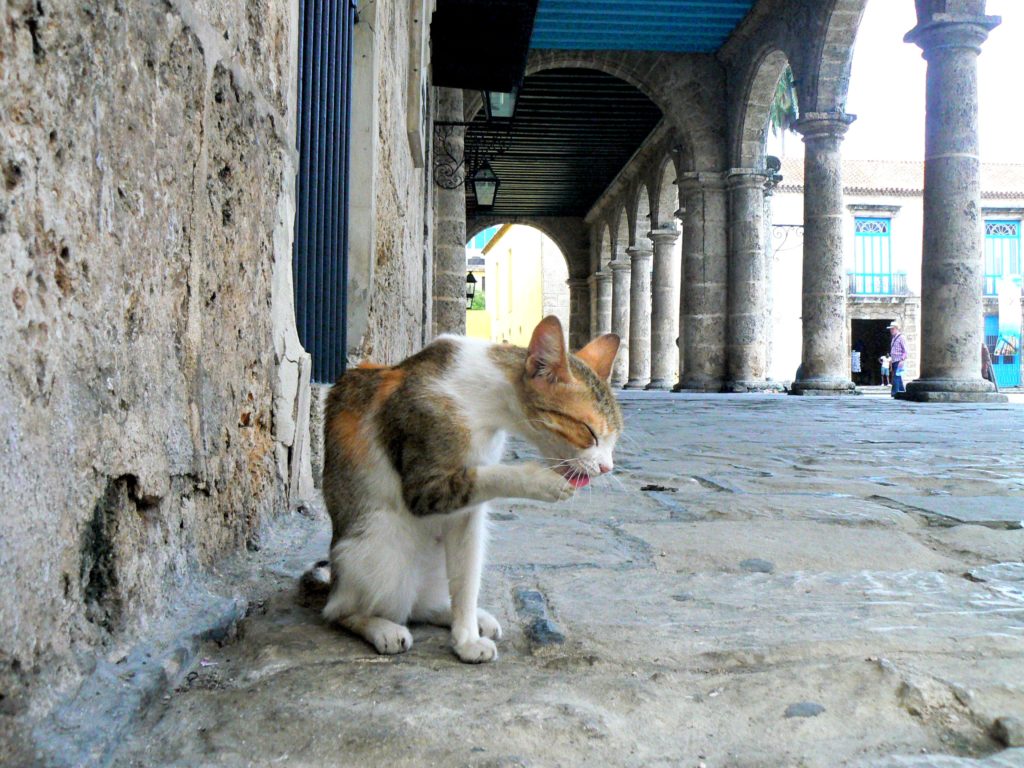 a cat in La Habana 