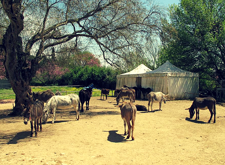 donkeys sanctuary