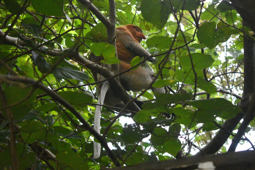 proboscis monkey