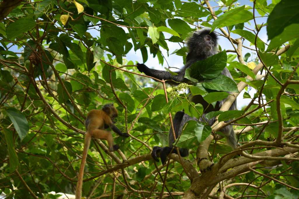 silver leaf monkey with baby