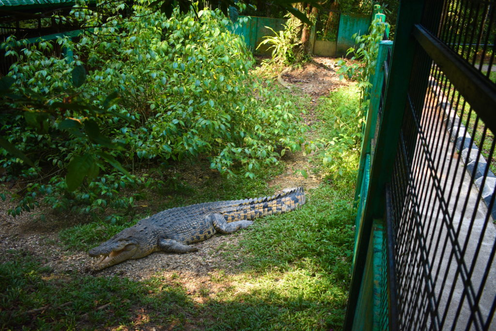 crocodile at Semanggoh