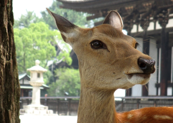 deer in Nara