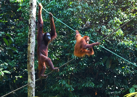 mom and baby orangutans