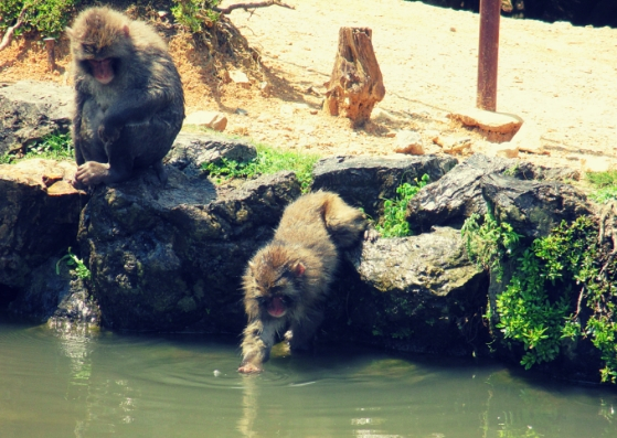 Monkeys at the lake