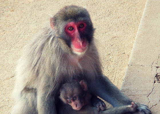 mother monkey arashiyama