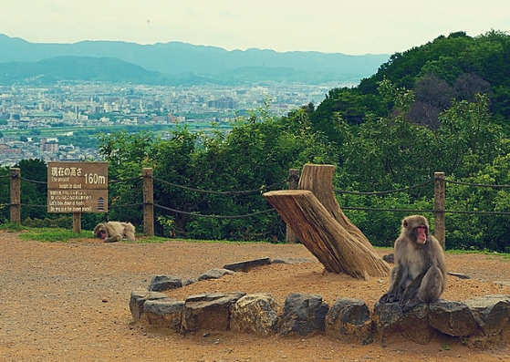 top of the hill Arashiyama