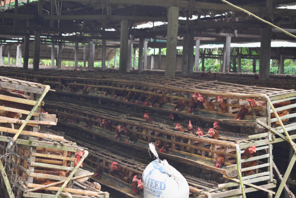 chicken farm in Candidasa