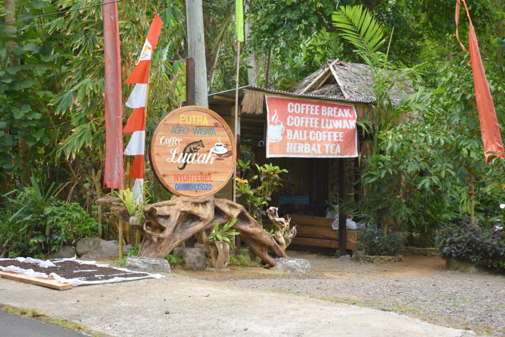 coffee luwak