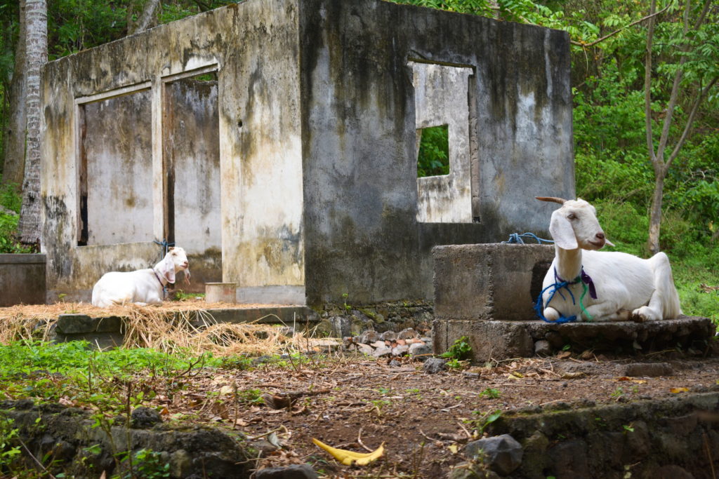 farmed goats in Candidasa