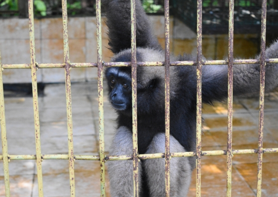 gibbon matang