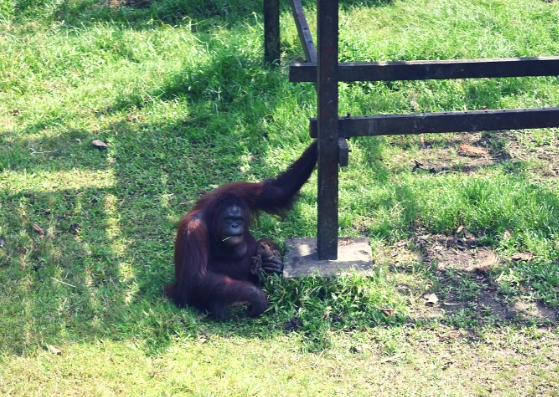 orang utan matang