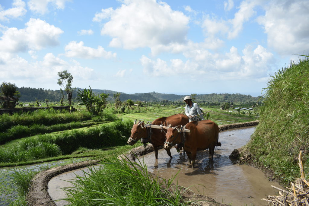 rice fields near Candidasa