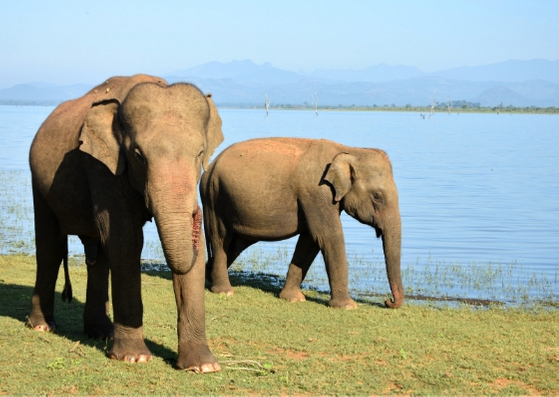 elephants at Udawalawe