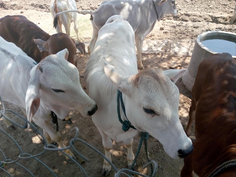 dairy farm in india