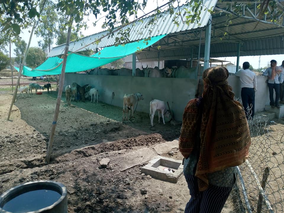 dairy farm in India