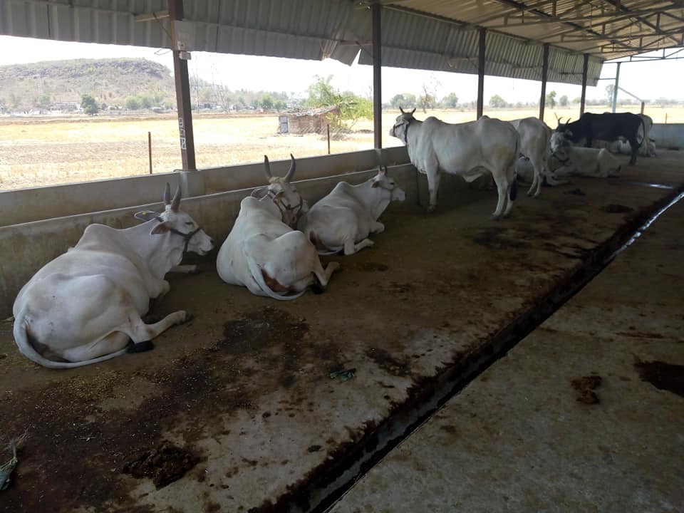 dairy farm in India