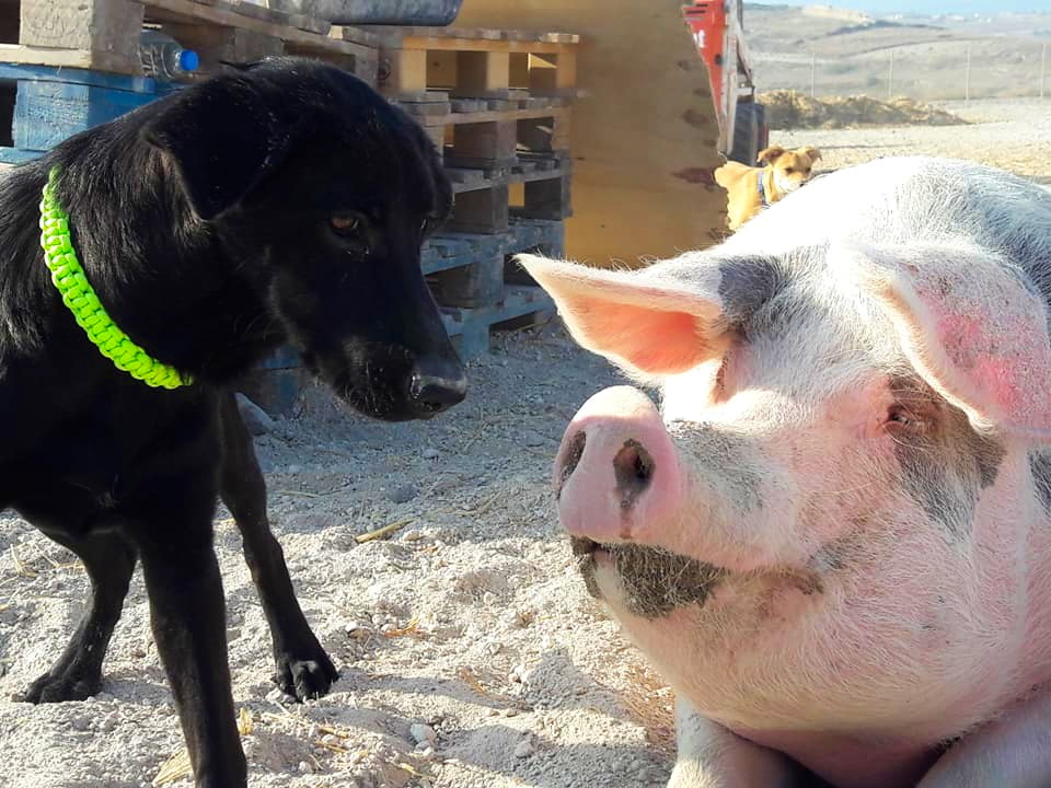 SAWA rescue center in Santorini