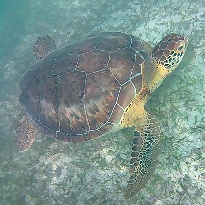 turtle akumalX • My Vegan Trips